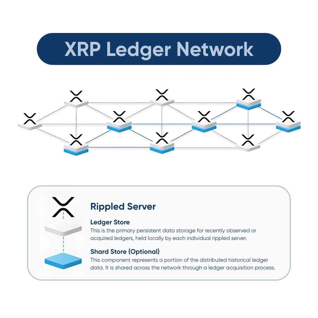 XRP Ledger Network showing interconnected rippled servers